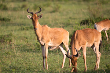 Naklejka na ściany i meble Some antelopes in the grass landscape of Kenya