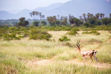 Naklejka na ściany i meble Some antelopes in the grass landscape of Kenya