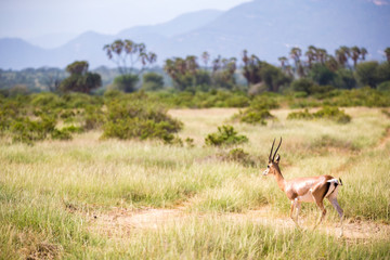 Some antelopes in the grass landscape of Kenya