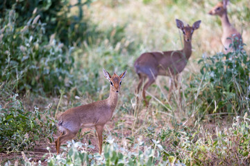 Some antelopes in the grass landscape of Kenya