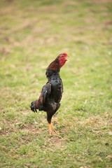 Krähender Hahn