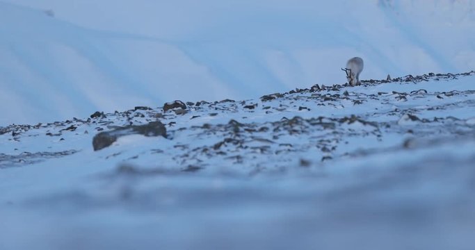 Winter landscape with reindeer. Wild Reindeer, Rangifer tarandus, with massive antlers in snow, Svalbard, Norway. Svalbard deer on rocky mountain. Wildlife scene from nature, winter pink blue sunset.