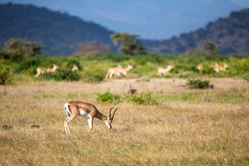 Some antelopes in the grass landscape of Kenya