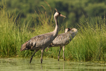 Fototapeta premium Common cranes in water