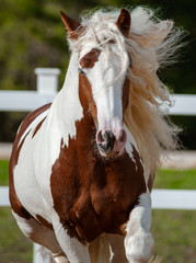 Running gypsy cob front view