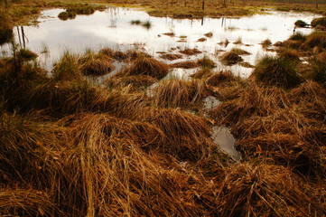 Swamp and bog. Water in the wild in the forest. Marsh vegetation.