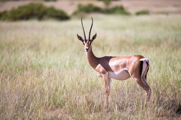 Some antelopes in the grass landscape of Kenya
