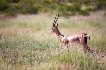 Some antelopes in the grass landscape of Kenya