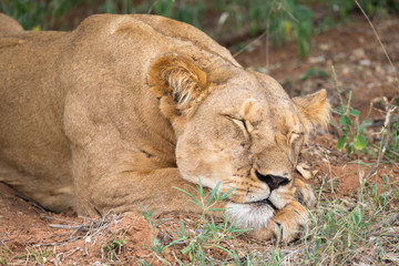 Lions rest in the grass of the savanna