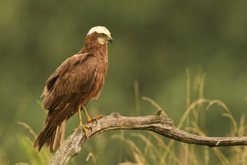 Western marsh harrier