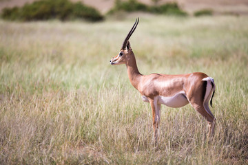 Some antelopes in the grass landscape of Kenya