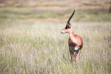 Some antelopes in the grass landscape of Kenya