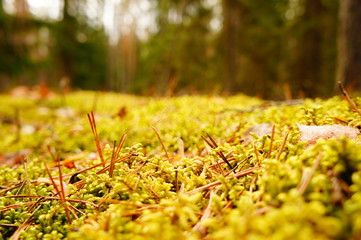 Moss in the forest. Swamp moss and grass closeup.