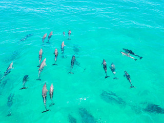 A large pod of dolphins in blue water in Byron Bay, Australia