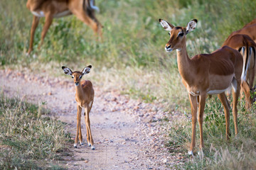 Some antelopes in the grass landscape of Kenya