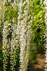 Close-up beautiful full bloom of white Wisteria blossom trees flowers in springtime sunny day with blur background at Ashikaga Flower Park, Tochigi prefecture, Famous travel destination in Japan