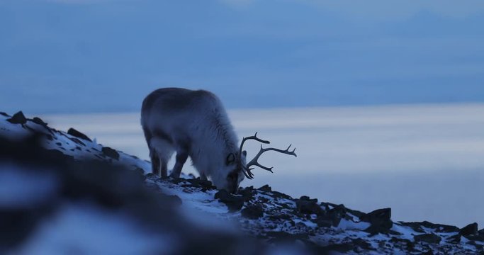 Winter landscape with reindeer. Wild Reindeer, Rangifer tarandus, with massive antlers in snow, Svalbard, Norway. Svalbard deer on rocky mountain. Wildlife scene from nature, winter pink blue sunset.