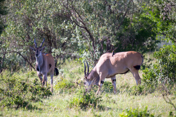 Some antelopes in the grass landscape of Kenya
