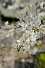 white flowers of a tree in spring