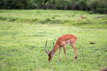 Some antelopes in the grass landscape of Kenya