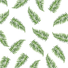 Palm Leaves Isolated White Background