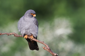 Red-footed falcon