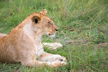 Lions rest in the grass of the savanna