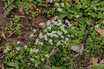 Small white flowers bloom in the forest