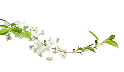 Blooming branch of wild cherry. Isolated on white background.