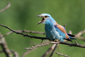Obraz premium European roller singing