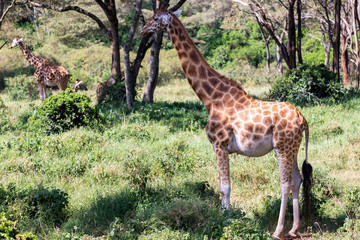 Giraffes between the acacia trees in the savannah of Kenya