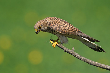 Eurasian Kestrel