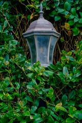 Obraz premium Lantern and Ivy