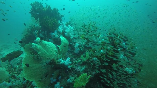 Coral reef and fish underwater in Thailand 