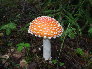 Close-up view of red Amanita muscaria (fly agaric or fly amanita) on a dark forest background