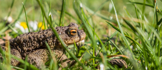 Frosch in einer Wiese im Frühling