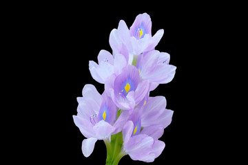 purple flower isolated on white background