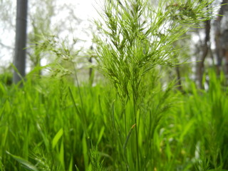 grass on green background