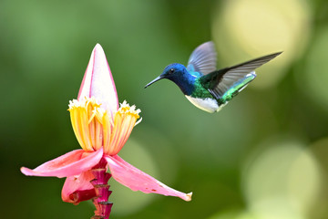 White-necked jacobin (Florisuga mellivora) is a large and attractive hummingbird that ranges from Mexico, south to Peru, Bolivia and south Brazil.