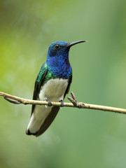 Fototapeta premium White-necked jacobin (Florisuga mellivora) is a large and attractive hummingbird that ranges from Mexico, south to Peru, Bolivia and south Brazil.