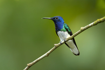 White-necked jacobin (Florisuga mellivora) is a large and attractive hummingbird that ranges from Mexico, south to Peru, Bolivia and south Brazil.