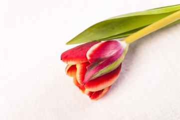 Closeup of bud red tulip soft blur bokeh texture in pastel colors for a background. Copy space.