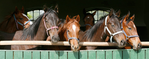 Thoroughbred young horses looking over wooden barn door in stable at ranch on sunny summer day