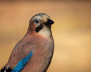 Portrait of a Eurasian Jay