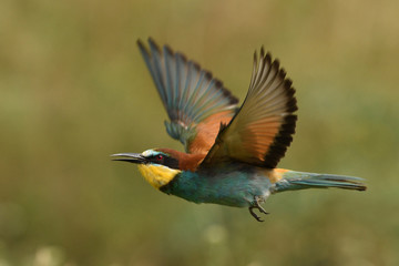 European bee-eater flying