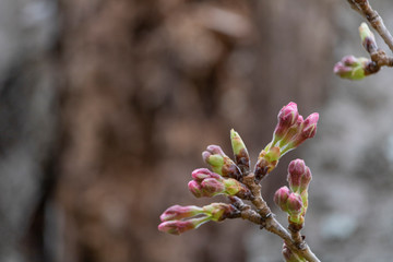 開花直前の桜の蕾