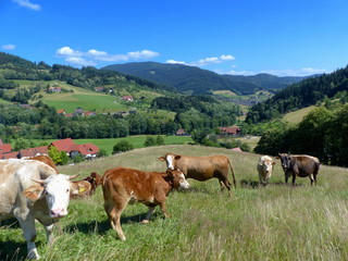Fototapeta na wymiar Schwarzwaldtal mit Kühen