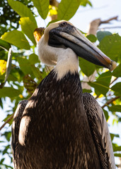 white pelican series 1