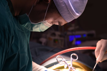 veterinarian surgery in operation room