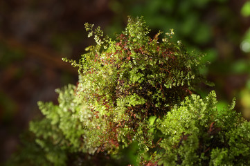 Details of the nature for background